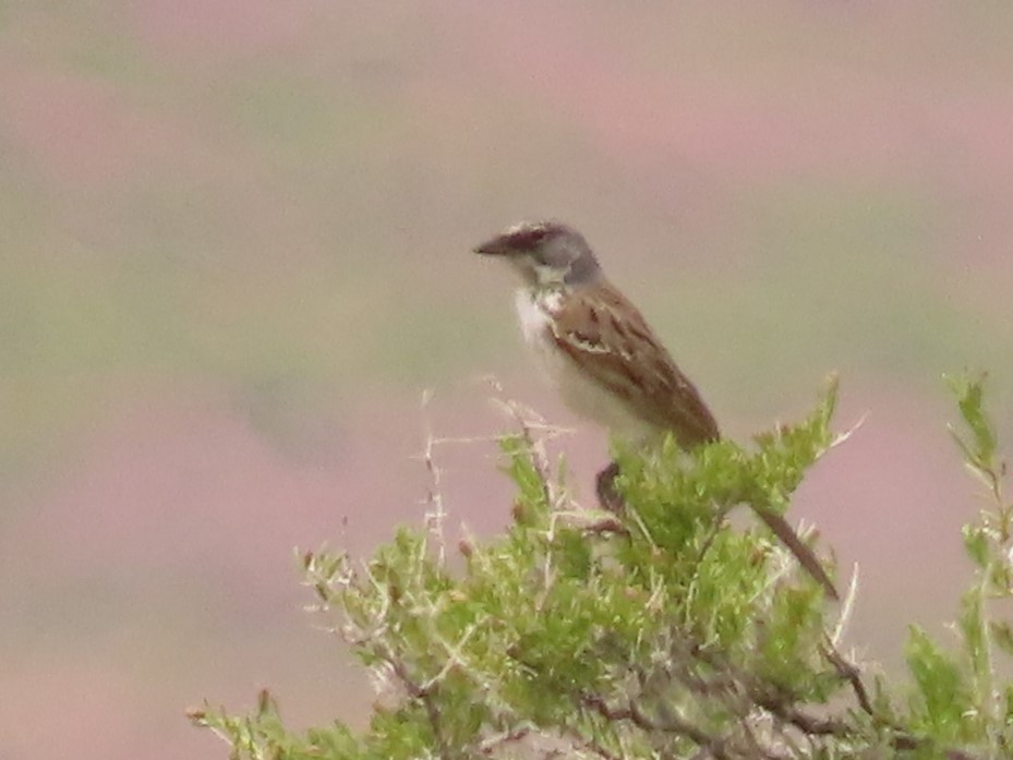 Sagebrush Sparrow - ML620009654