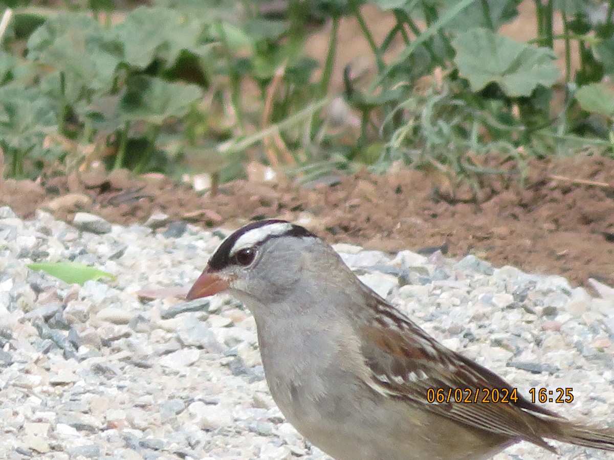 White-crowned Sparrow (oriantha) - ML620009657