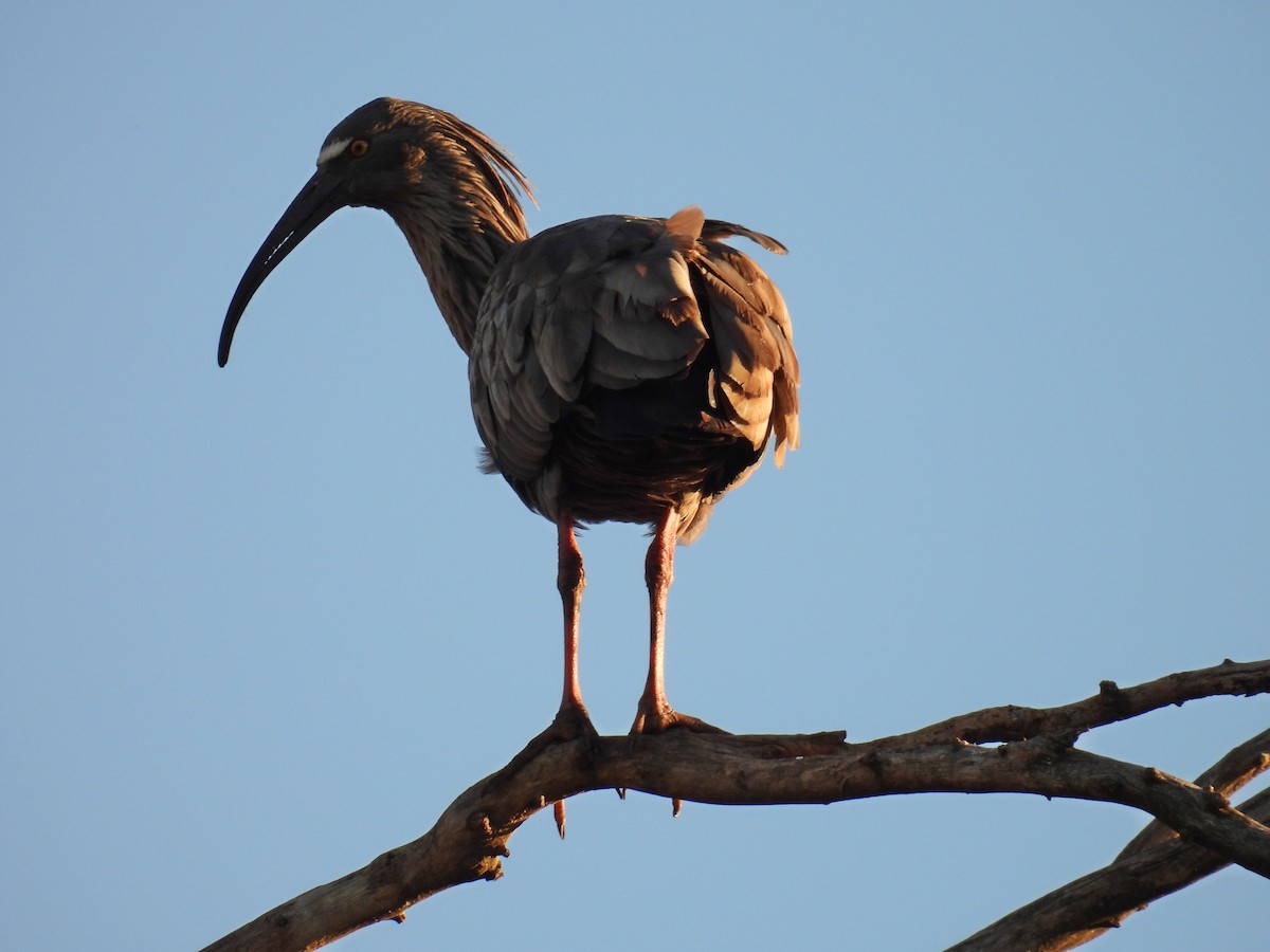 ibis běločelý - ML620009683