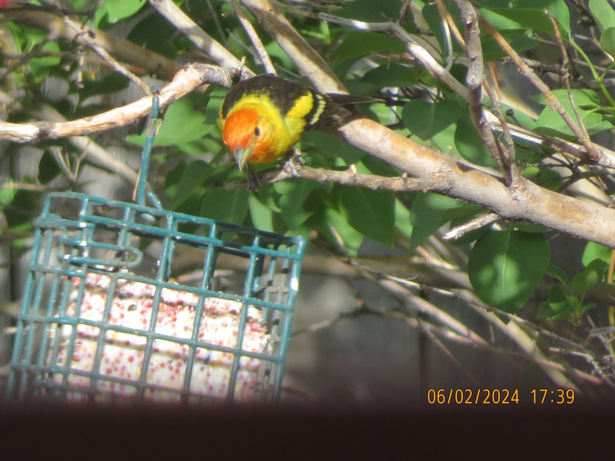 Western Tanager - ML620009686