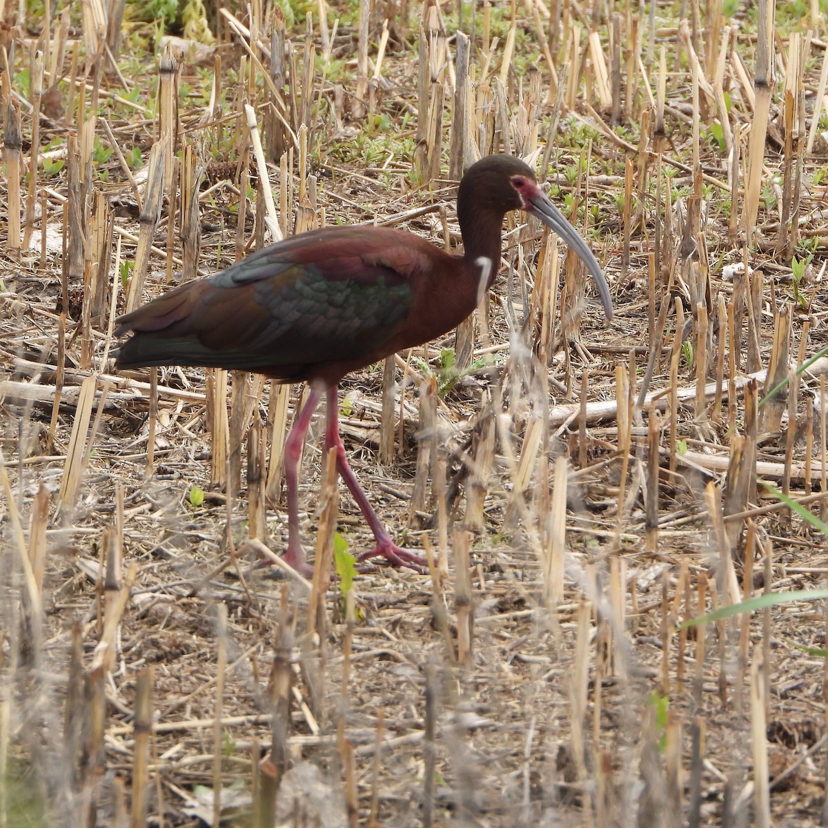 ibis americký - ML620009690