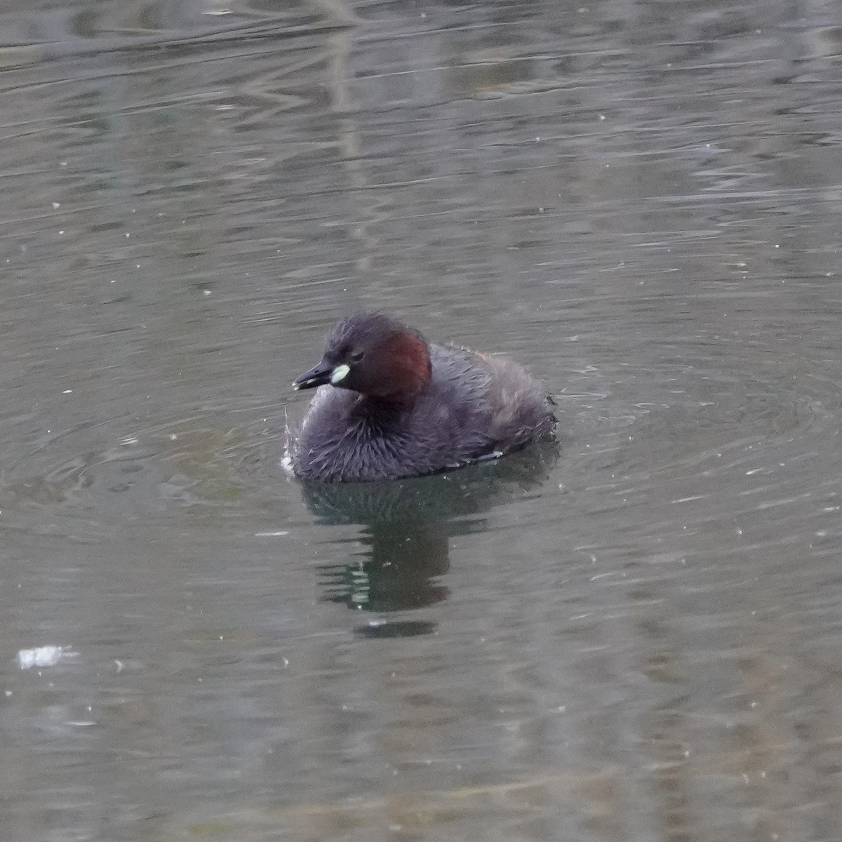 Little Grebe - ML620009703