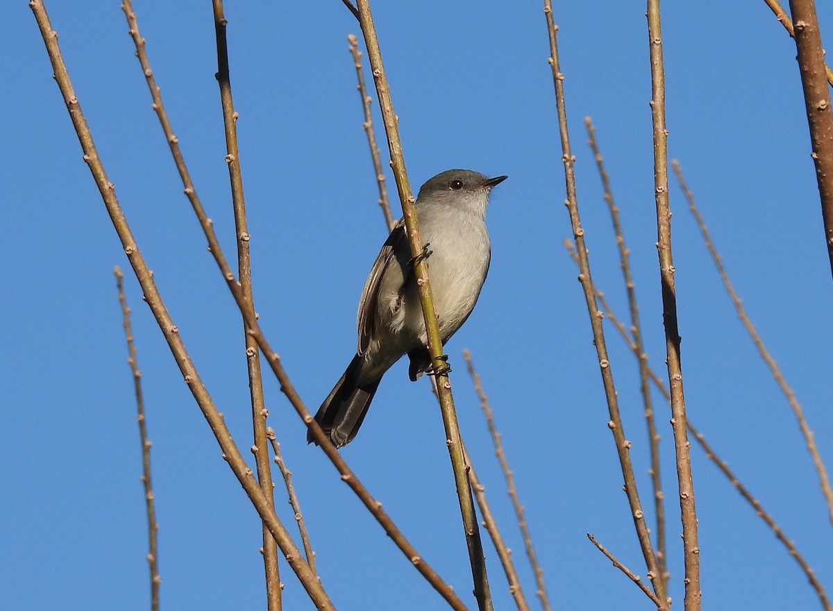 Sooty Tyrannulet - ML620009710