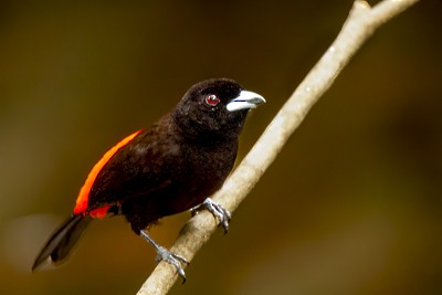 Scarlet-rumped Tanager - ML620009714
