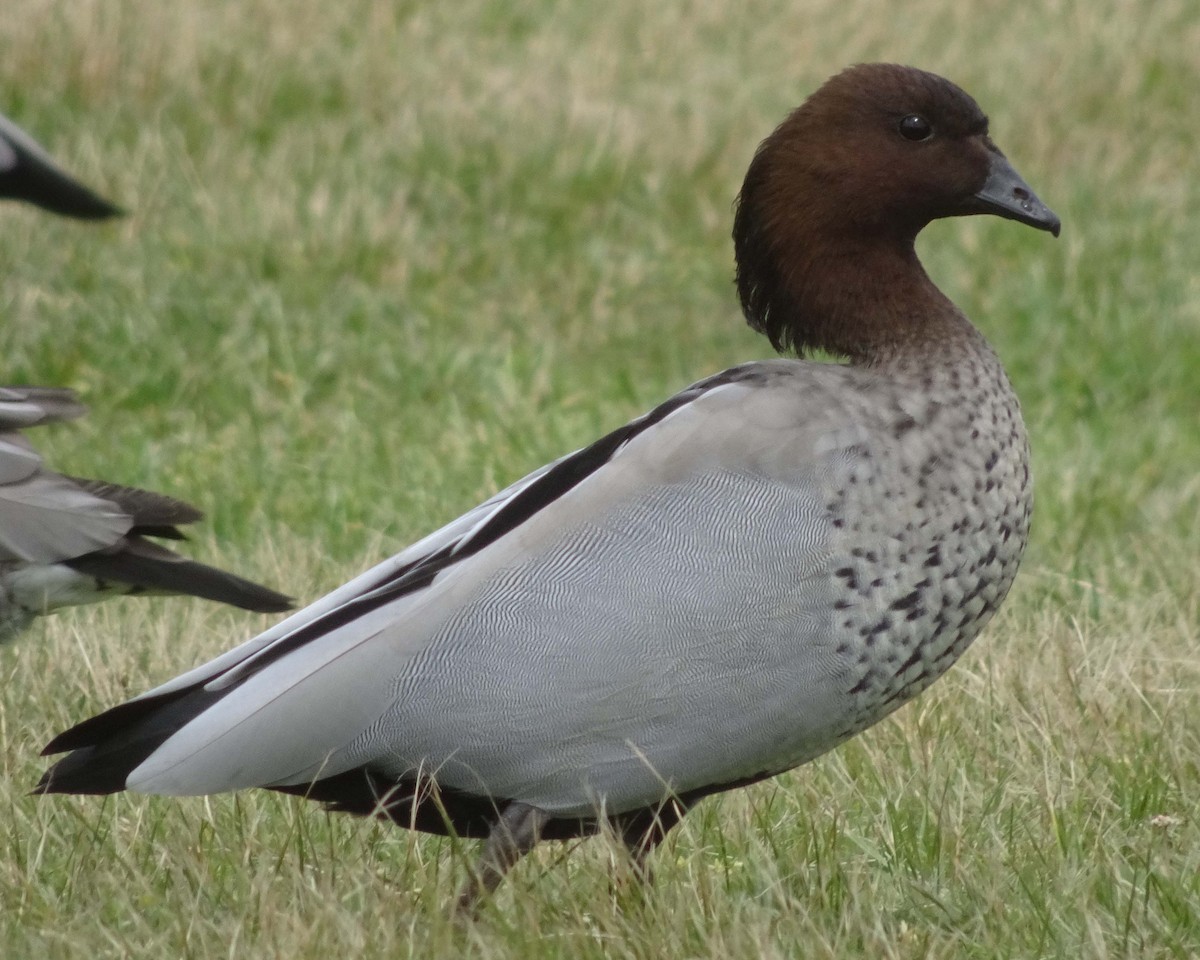 Maned Duck - ML620009721