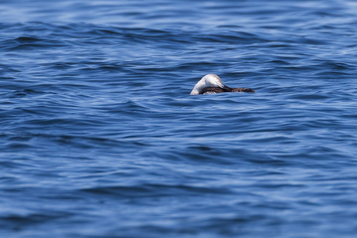 Red-throated Loon - ML620009725