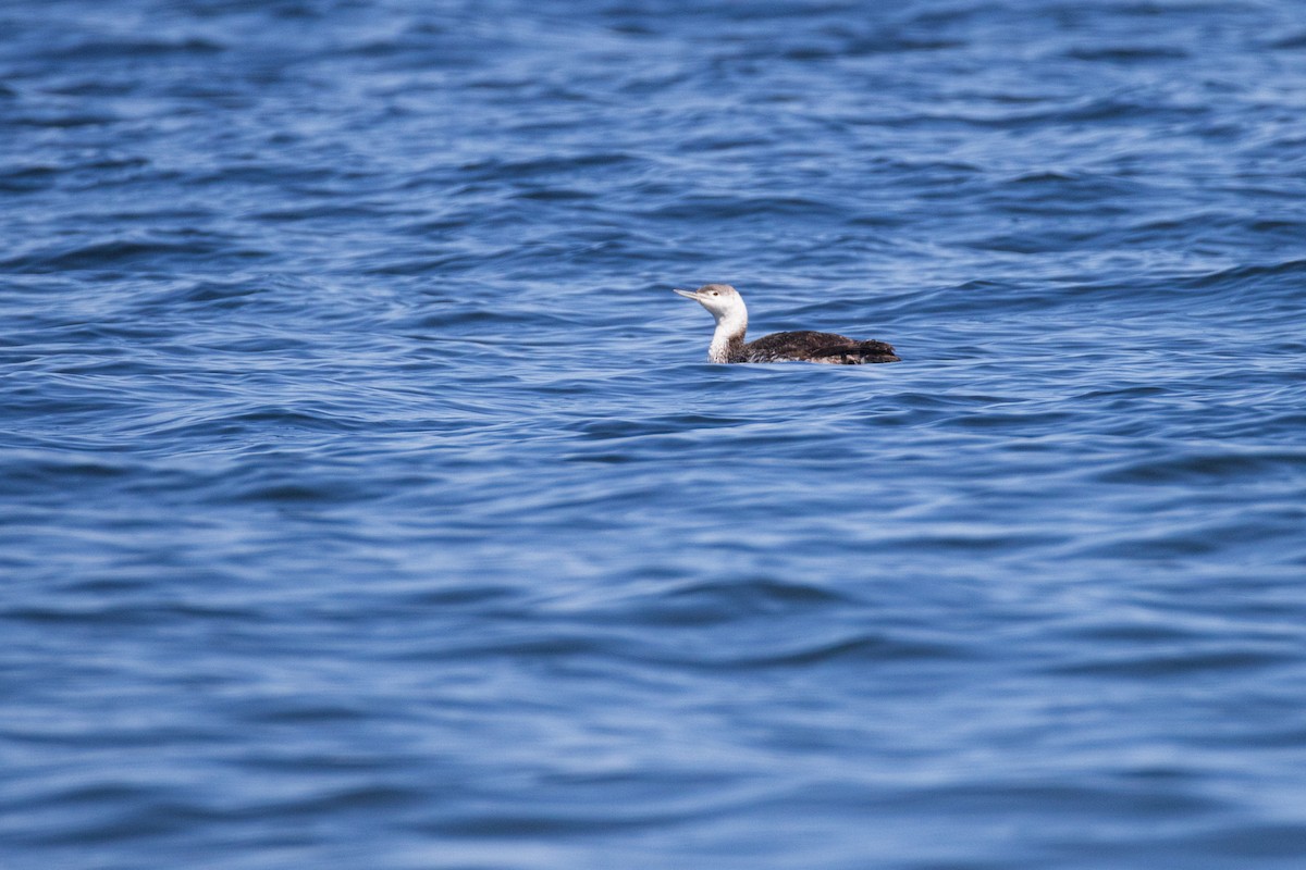 Red-throated Loon - ML620009726