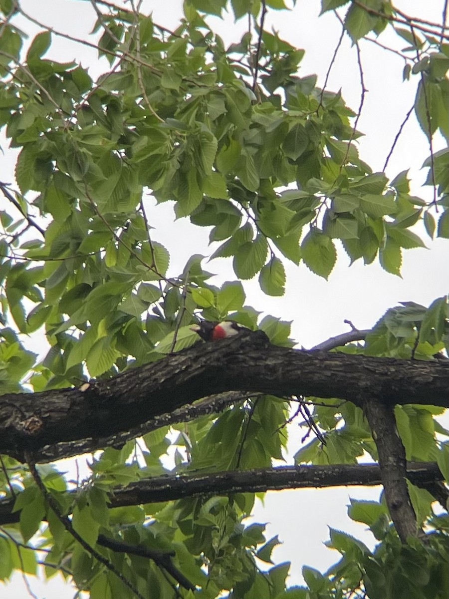 Rose-breasted Grosbeak - ML620009729