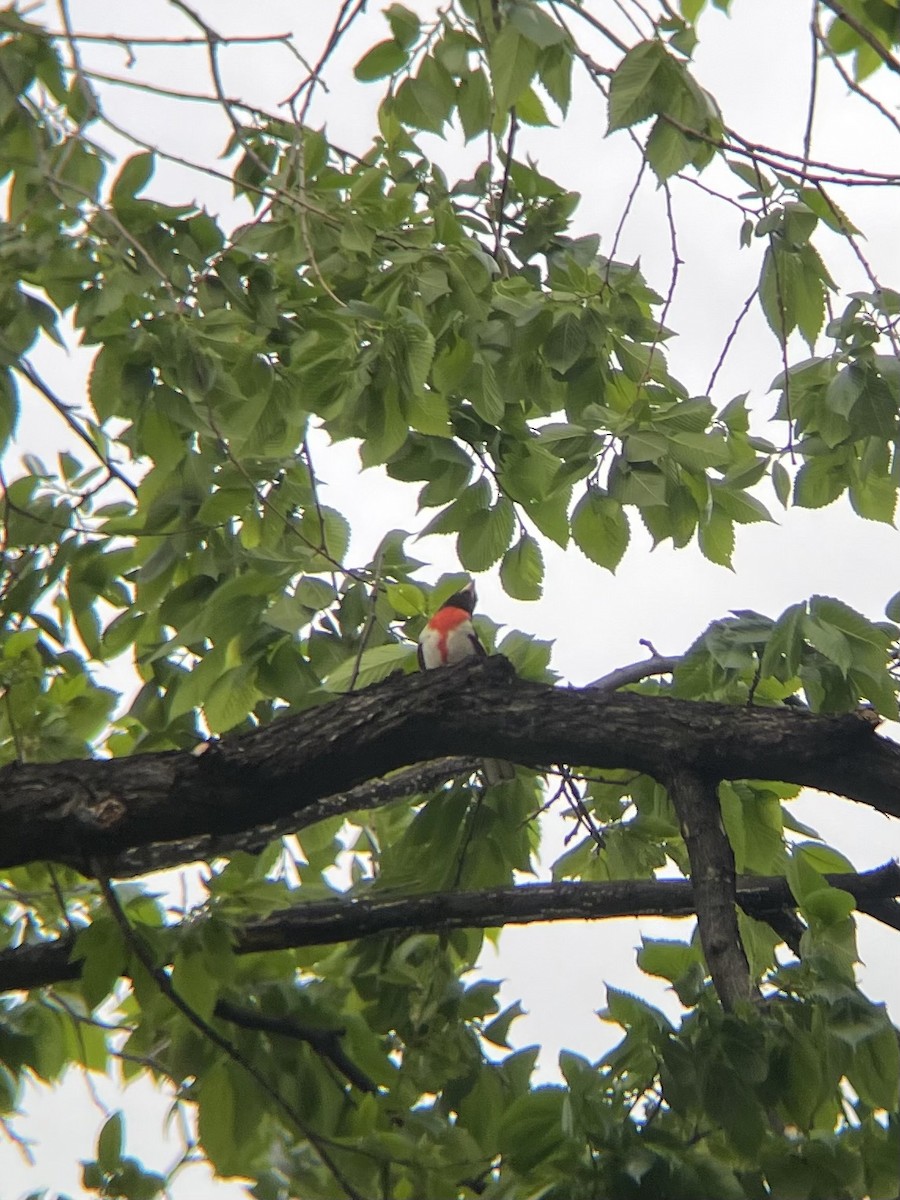 Rose-breasted Grosbeak - ML620009730