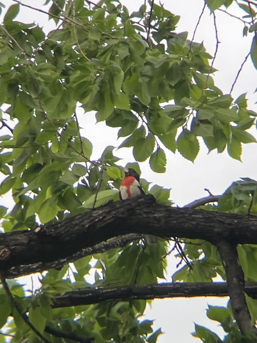 Rose-breasted Grosbeak - ML620009731