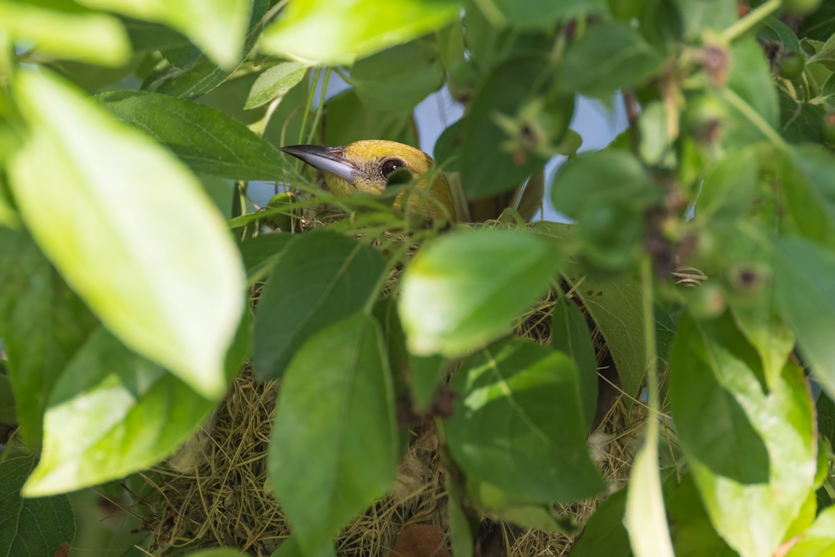Orchard Oriole - ML620009742