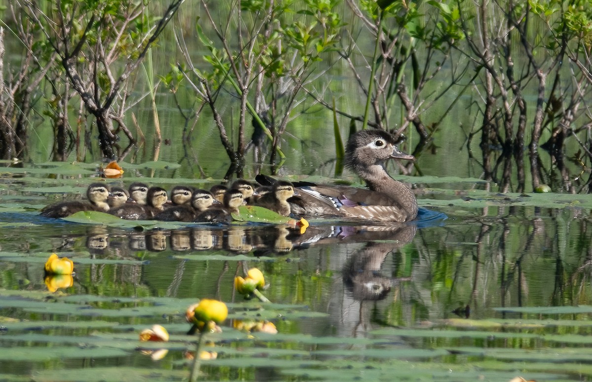 Wood Duck - ML620009746