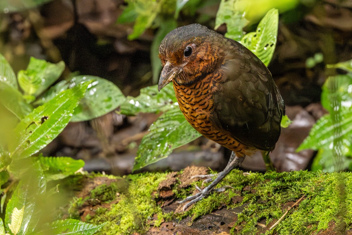 Giant Antpitta - ML620009752