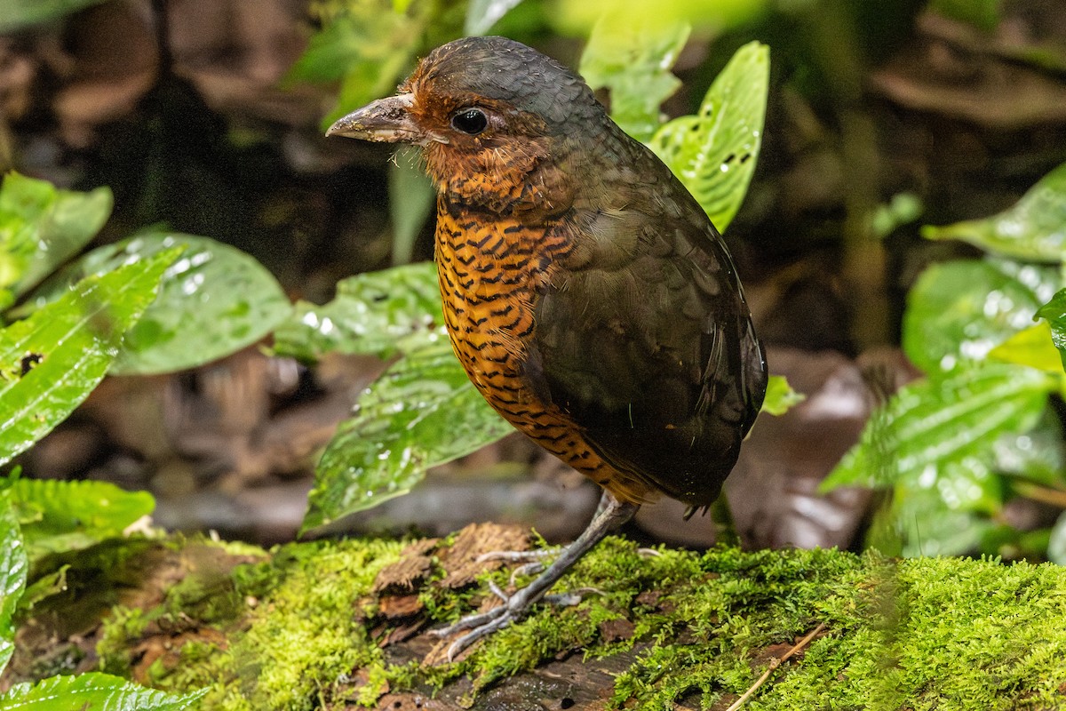 Giant Antpitta - ML620009753