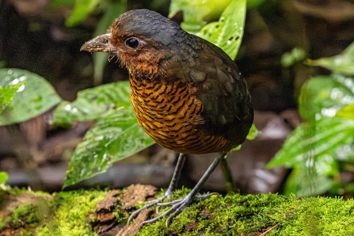 Giant Antpitta - ML620009754