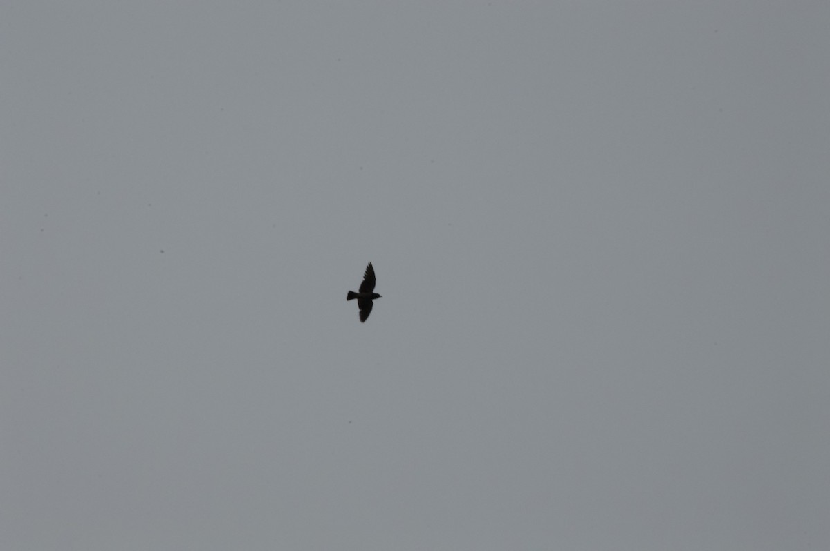 白胸燕鵙 - ML620009760