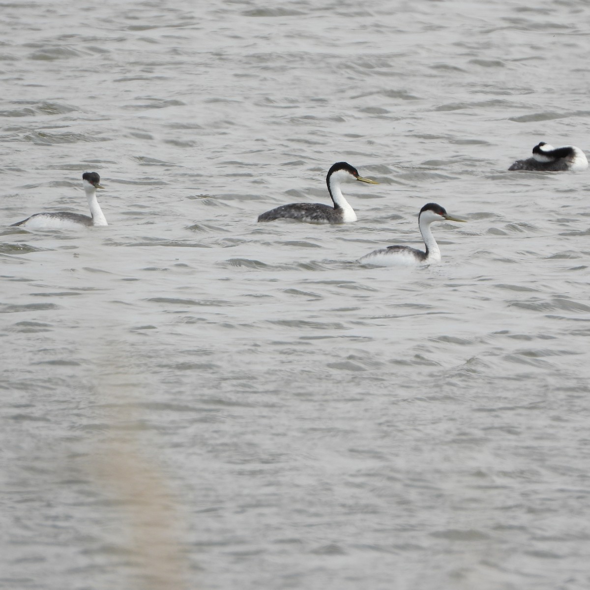 Western Grebe - ML620009769