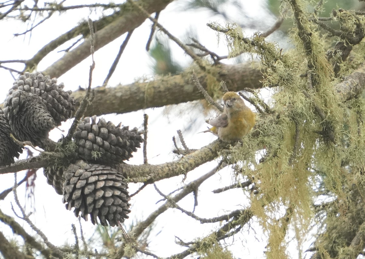 Red Crossbill - ML620009777