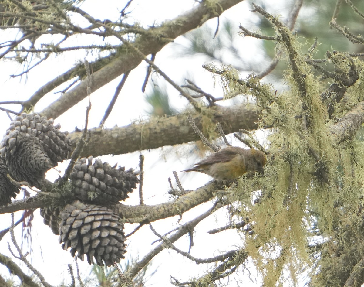 Red Crossbill - ML620009778