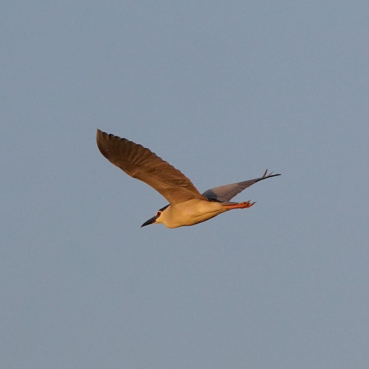 Black-crowned Night Heron - ML620009801