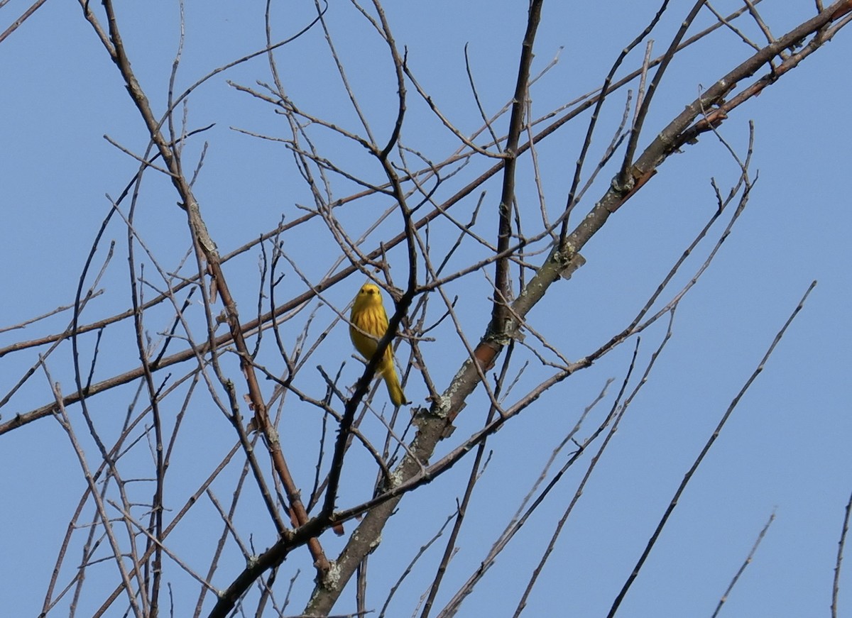 Yellow Warbler - ML620009808