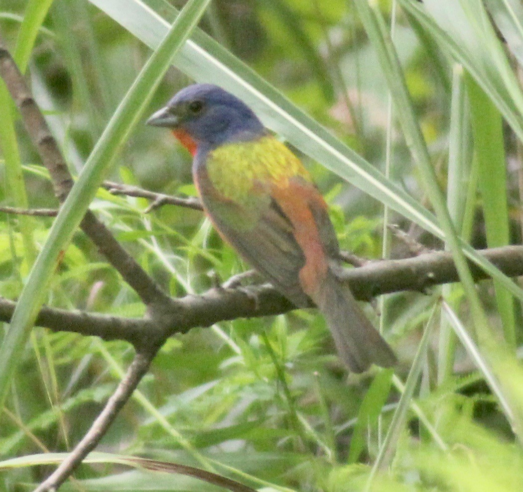 Painted Bunting - David Brotherton, cc