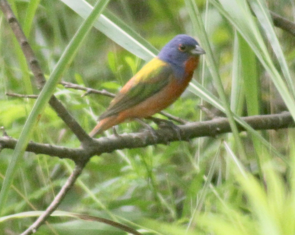 Painted Bunting - ML620009816