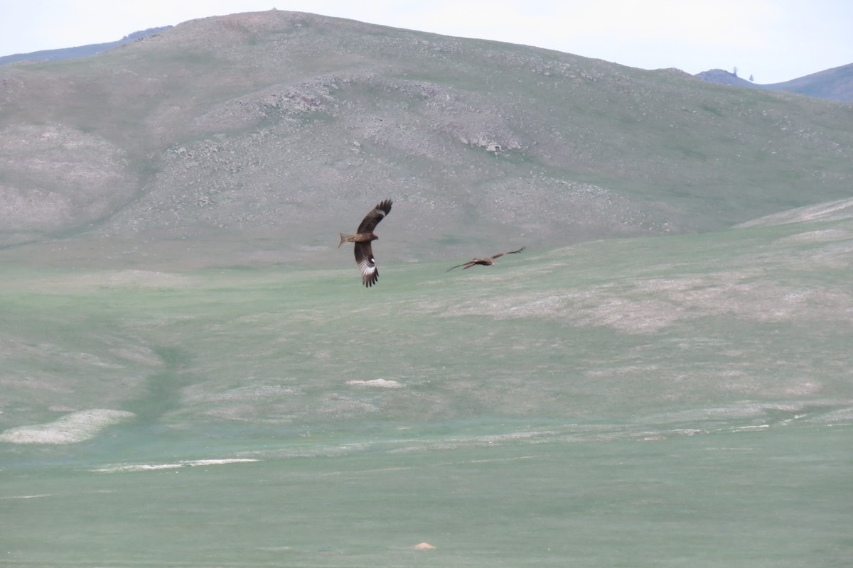 Black Kite - ML620009821