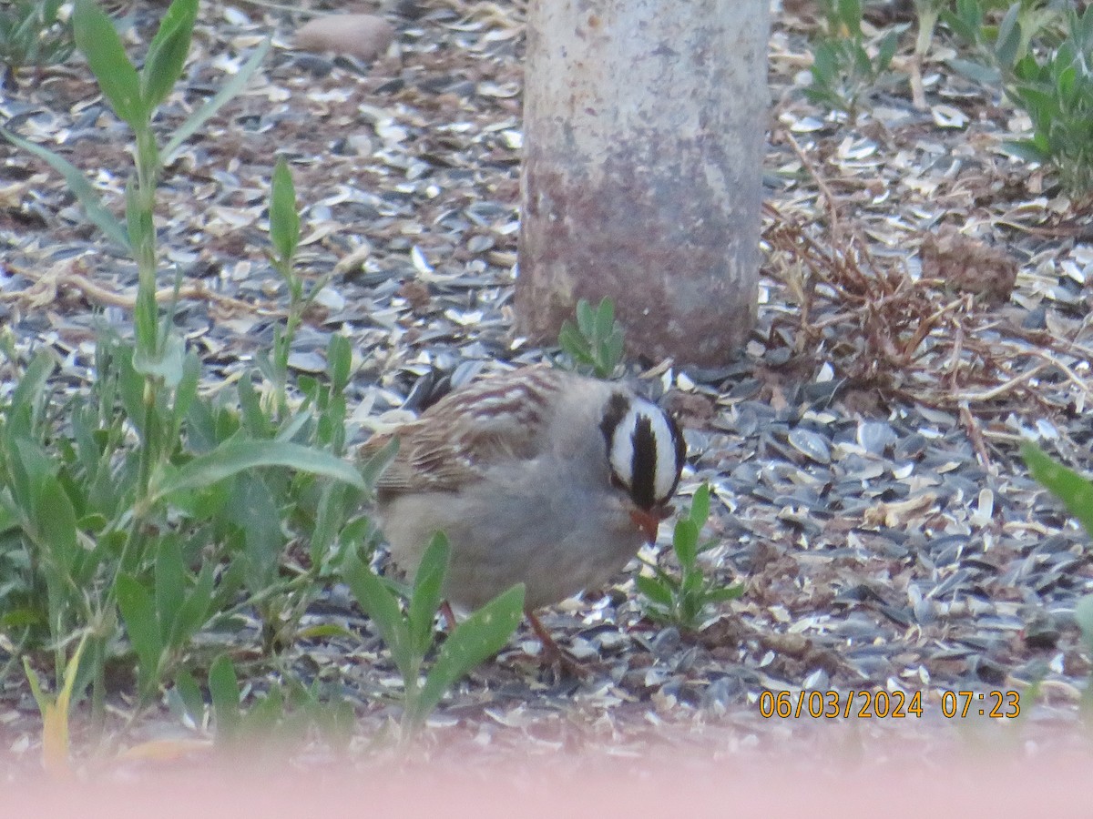 White-crowned Sparrow (oriantha) - ML620009827