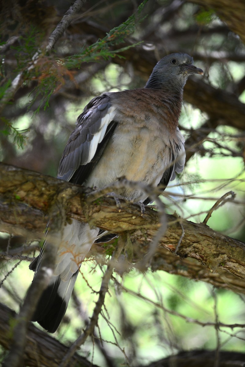Common Wood-Pigeon - ML620009837