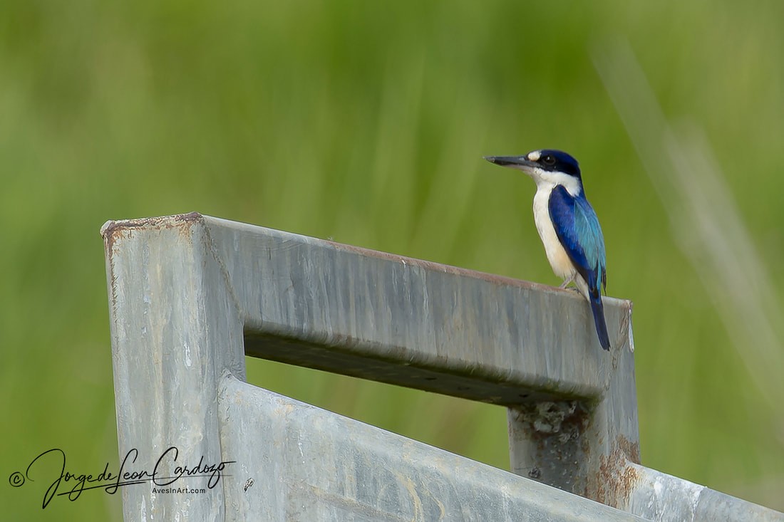 Forest Kingfisher - ML620009861