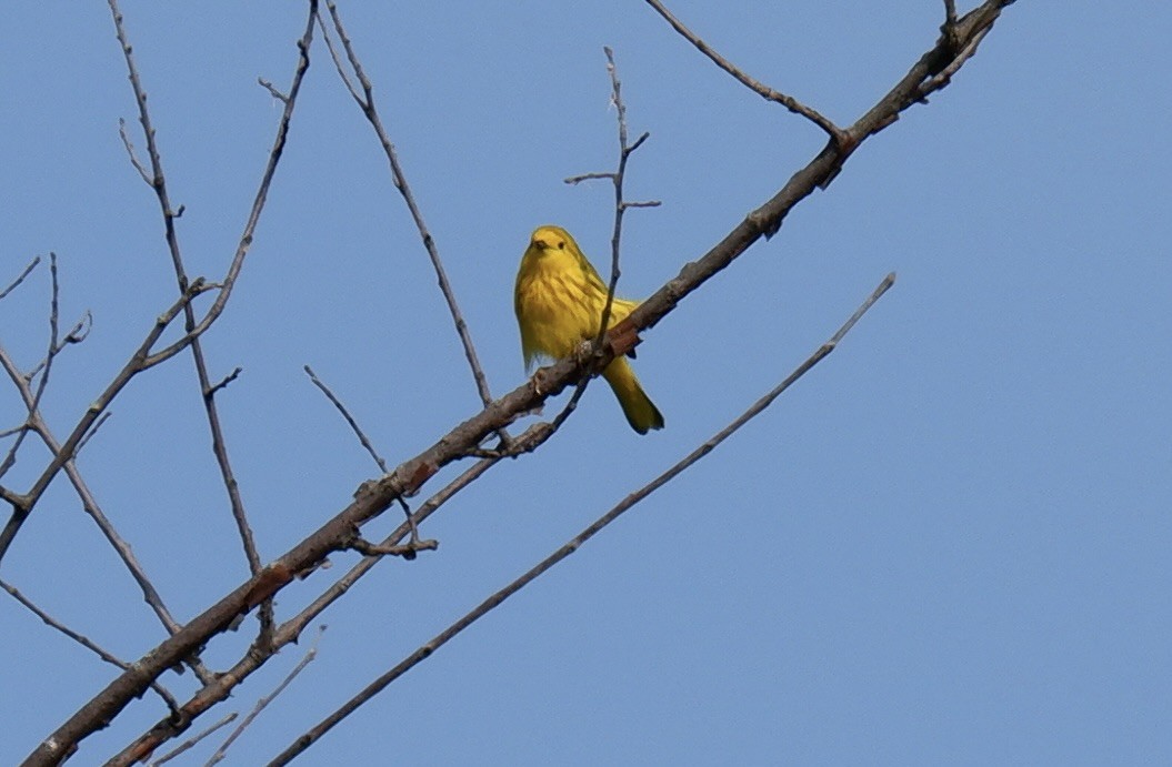 Yellow Warbler - ML620009862