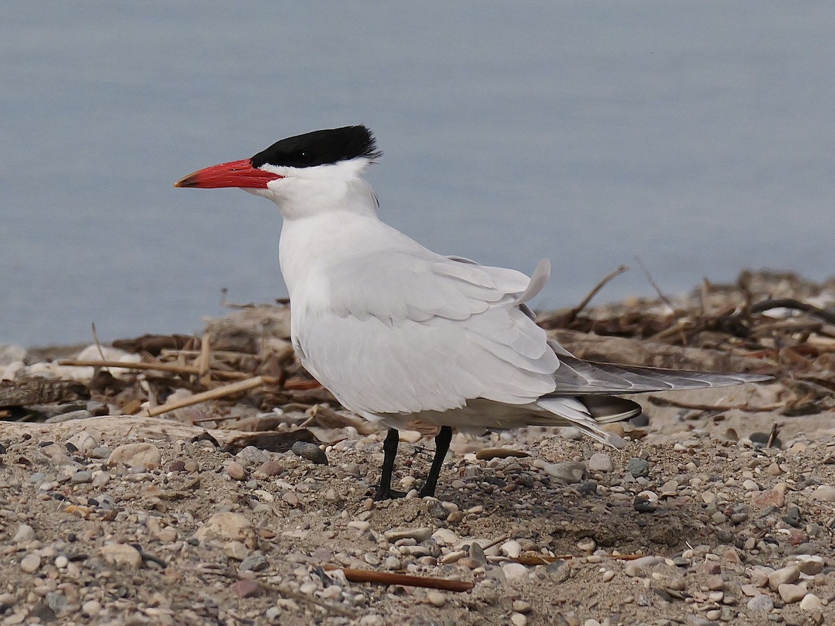 Caspian Tern - ML620009866