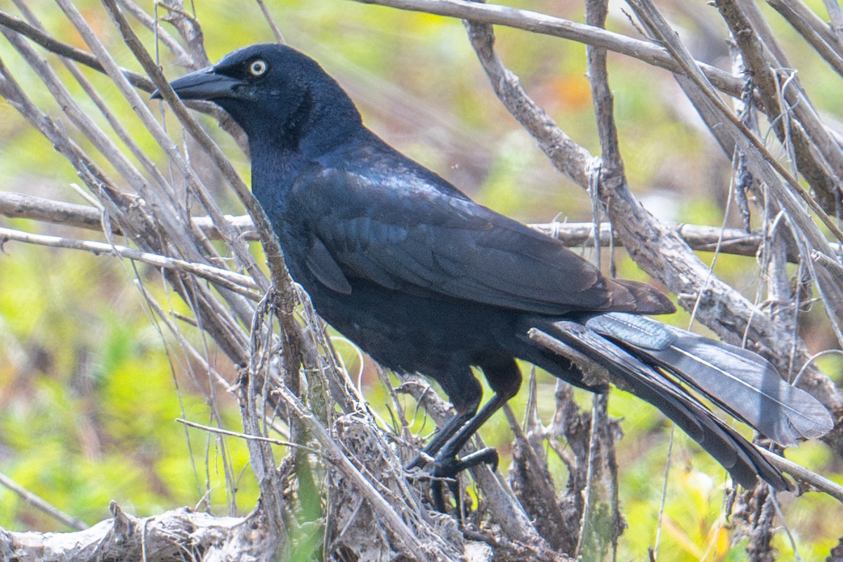Great-tailed Grackle - ML620009867