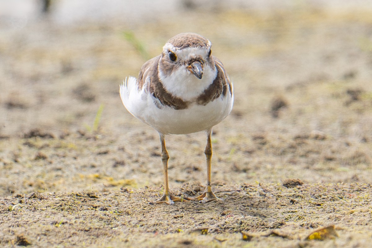 Semipalmated Plover - ML620009872