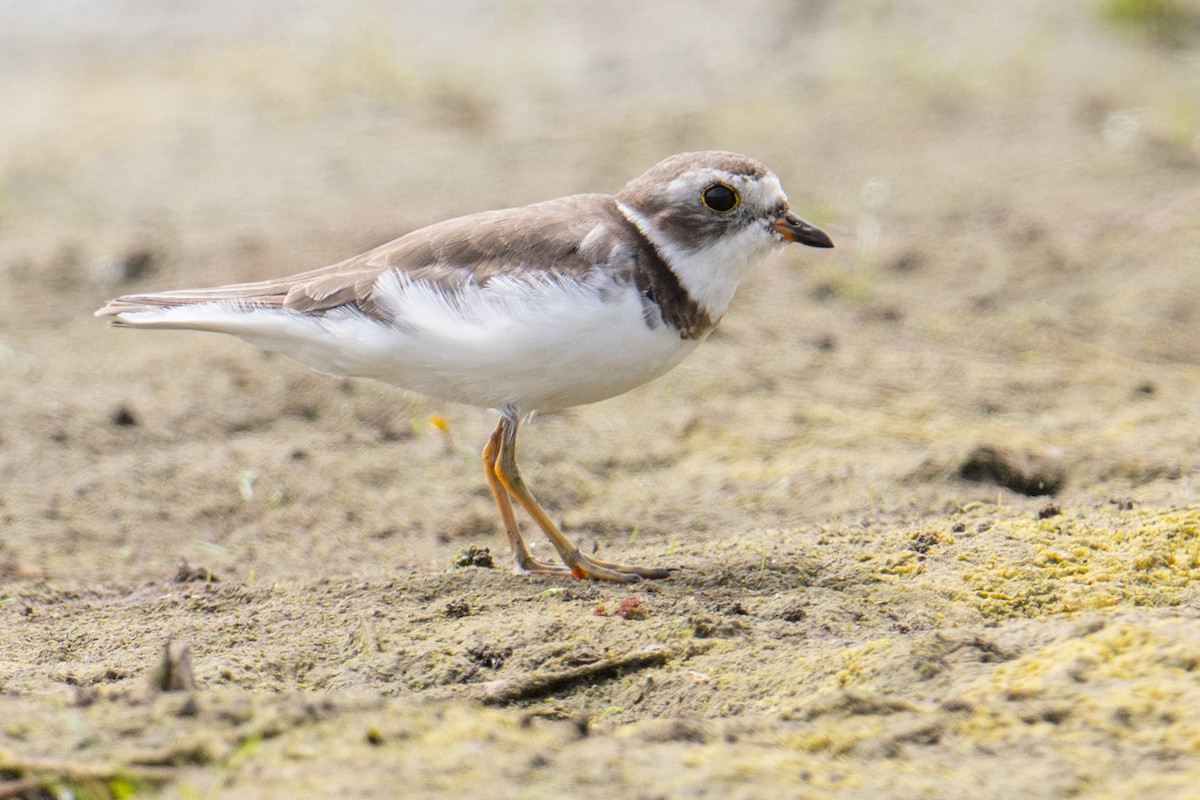 Semipalmated Plover - ML620009876