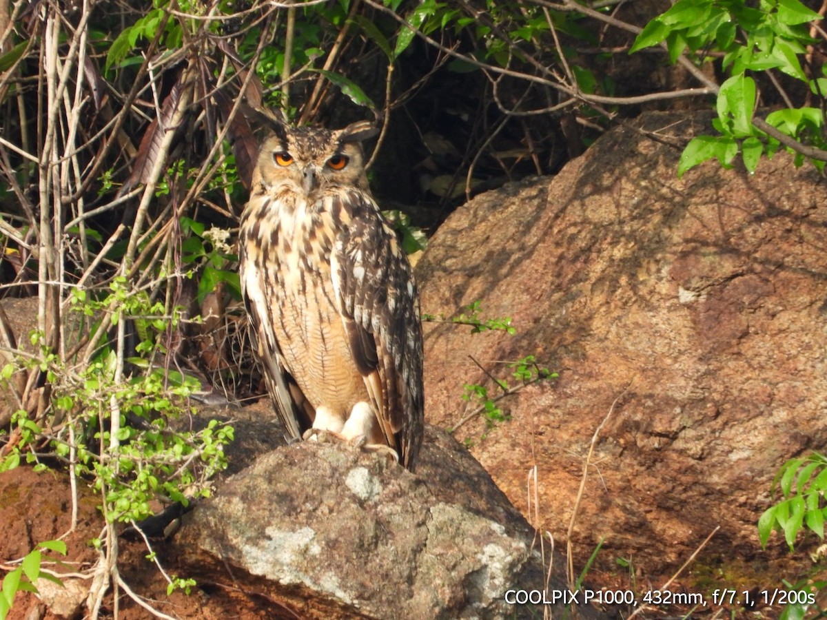 Rock Eagle-Owl - ML620009886