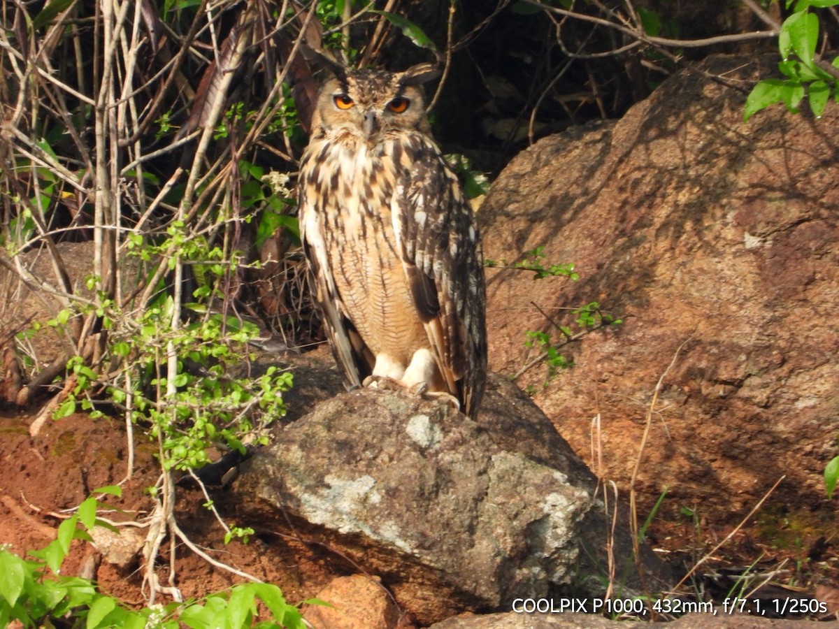 Rock Eagle-Owl - ML620009887