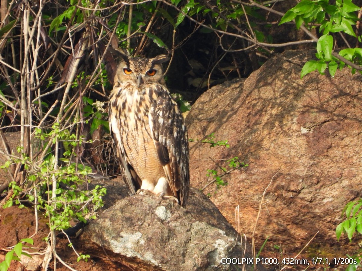 Rock Eagle-Owl - Gopi Raji