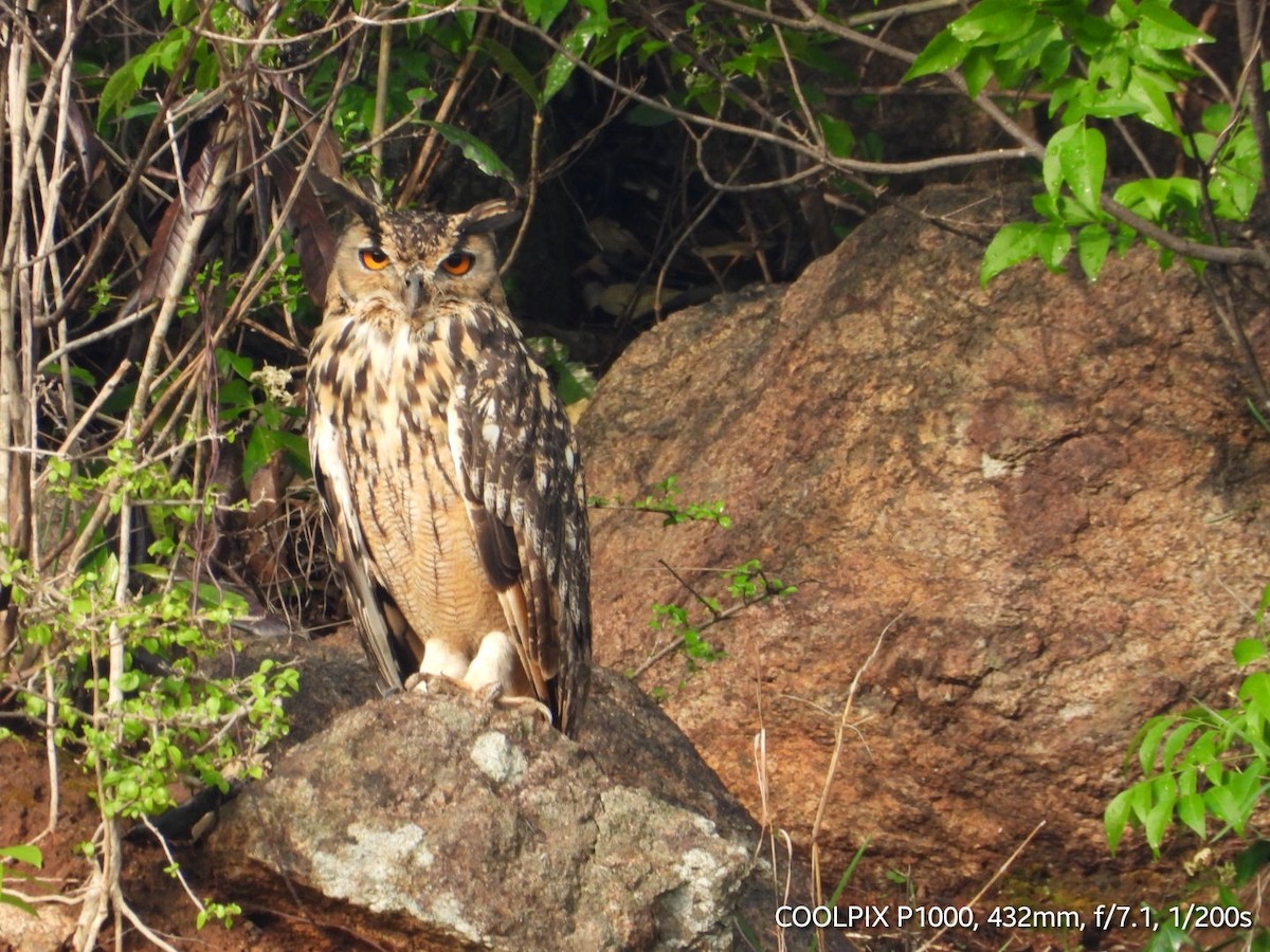 Rock Eagle-Owl - ML620009889