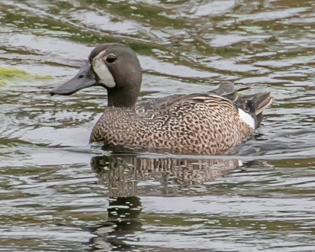 Blue-winged Teal - ML620009907