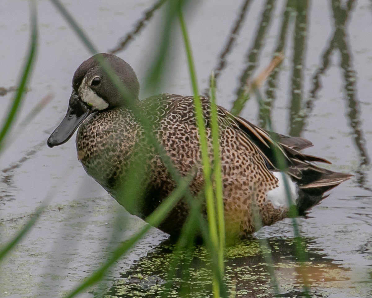 Blue-winged Teal - ML620009908