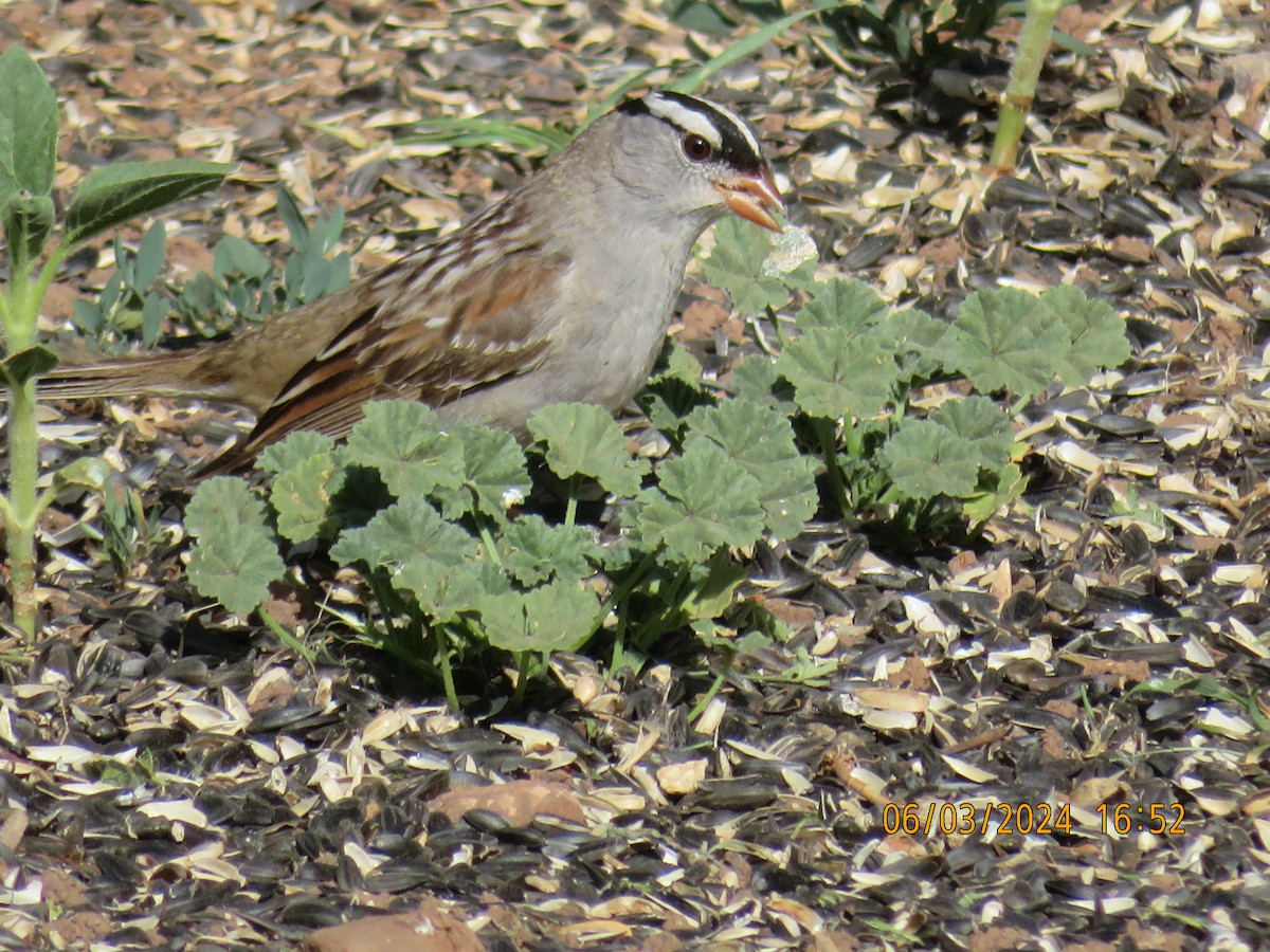 White-crowned Sparrow (oriantha) - ML620009909