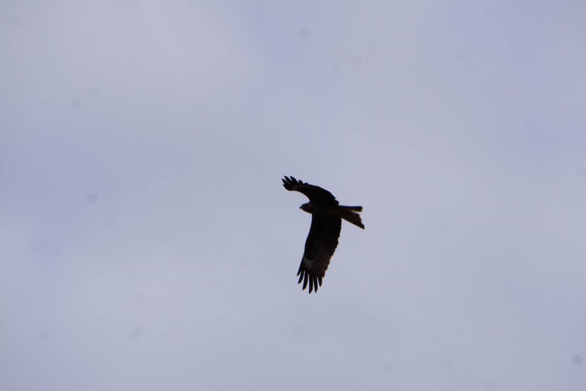 Black Kite - ML620009929