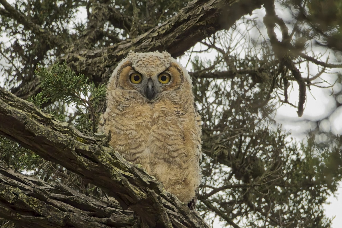 amerikahubro - ML620009937