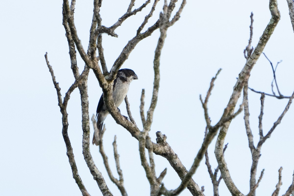 Wing-barred Seedeater - ML620009951