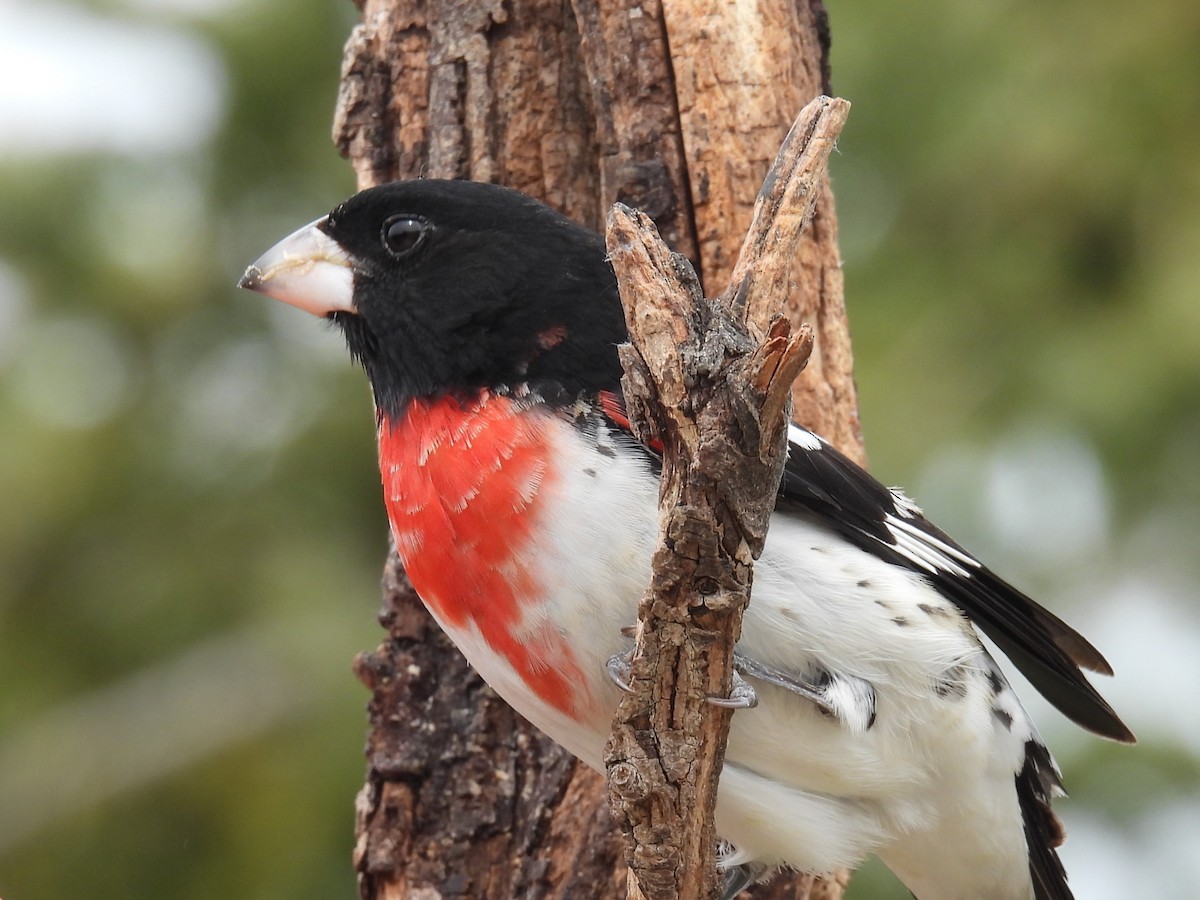 Rose-breasted Grosbeak - ML620009953