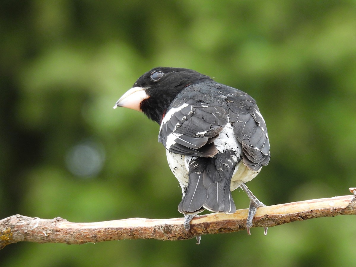 Rose-breasted Grosbeak - ML620009955