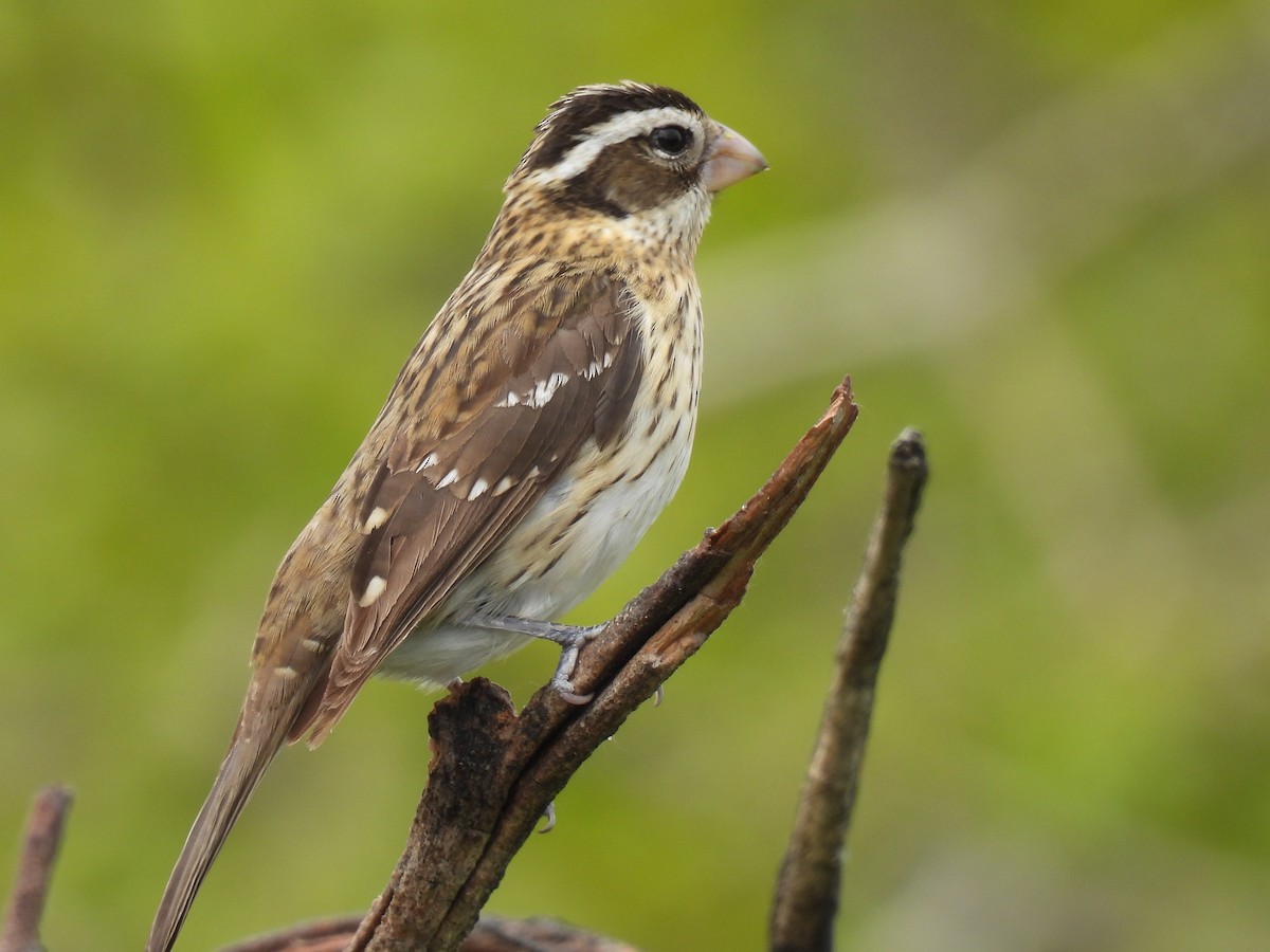 Rose-breasted Grosbeak - ML620009956