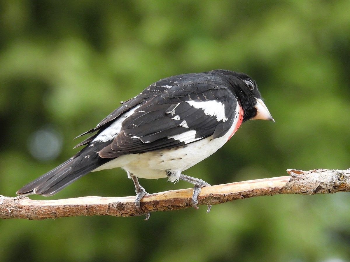 Rose-breasted Grosbeak - ML620009957